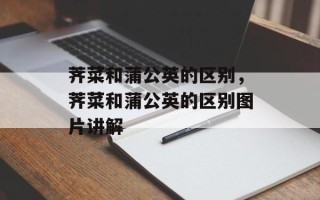 荠菜和蒲公英的区别，荠菜和蒲公英的区别图片讲解