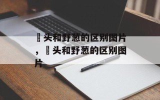 藠头和野葱的区别图片，藠头和野葱的区别图片