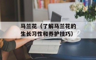 马兰花（了解马兰花的生长习性和养护技巧）