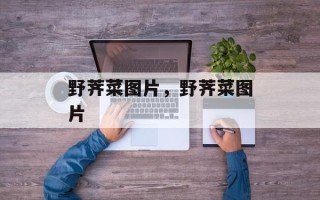 野荠菜图片，野荠菜图片