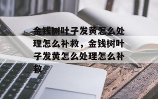 金钱树叶子发黄怎么处理怎么补救，金钱树叶子发黄怎么处理怎么补救
