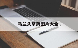 马兰头草药图片大全，