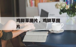 鸡脚草图片，鸡脚草图片