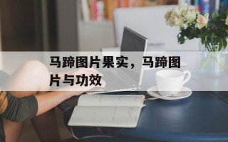 马蹄图片果实，马蹄图片与功效