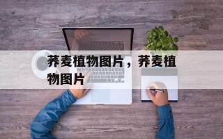荞麦植物图片，荞麦植物图片
