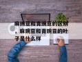 麻豌豆和青豌豆的区别，麻豌豆和青豌豆的叶子是什么样