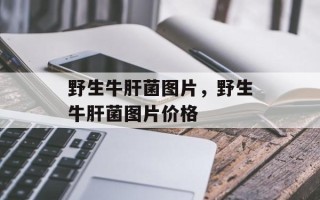 野生牛肝菌图片，野生牛肝菌图片价格