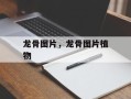 龙骨图片，龙骨图片植物