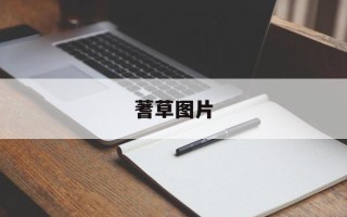 蓍草图片