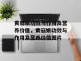 黄菇娘功效与作用及营养价值，黄菇娘功效与作用及营养价值图片