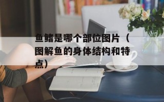 鱼鳍是哪个部位图片（图解鱼的身体结构和特点）