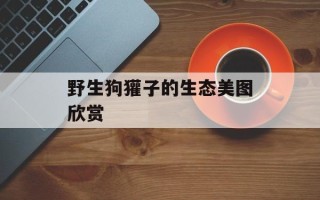 野生狗獾子的生态美图欣赏
