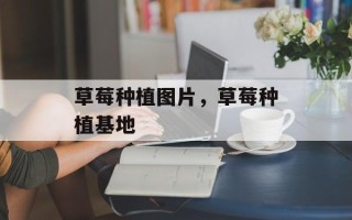 草莓种植图片，草莓种植基地