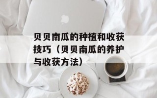 贝贝南瓜的种植和收获技巧（贝贝南瓜的养护与收获方法）