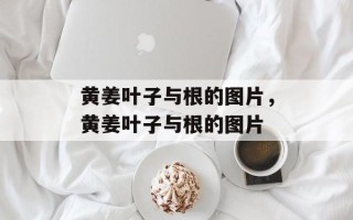 黄姜叶子与根的图片，黄姜叶子与根的图片