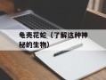 龟壳花蛇（了解这种神秘的生物）