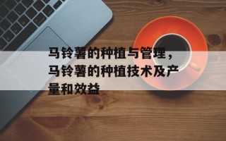 马铃薯的种植与管理，马铃薯的种植技术及产量和效益
