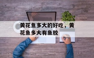黄花鱼多大的好吃，黄花鱼多大有鱼胶