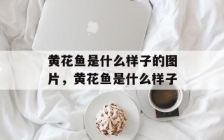 黄花鱼是什么样子的图片，黄花鱼是什么样子