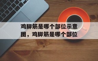 鸡脚筋是哪个部位示意图，鸡脚筋是哪个部位