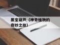 黑宝葫芦（神奇植物的奇妙之旅）