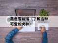 黑色雪纳瑞（了解这种可爱的犬种）