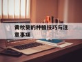 黄秋葵的种植技巧与注意事项