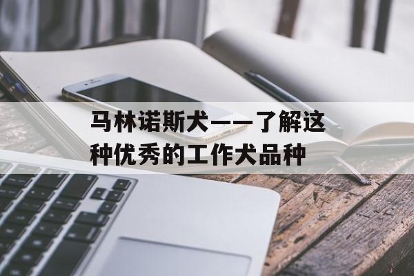 马林诺斯犬——了解这种优秀的工作犬品种-第1张图片-