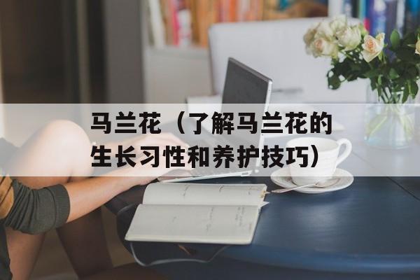马兰花（了解马兰花的生长习性和养护技巧）-第1张图片-