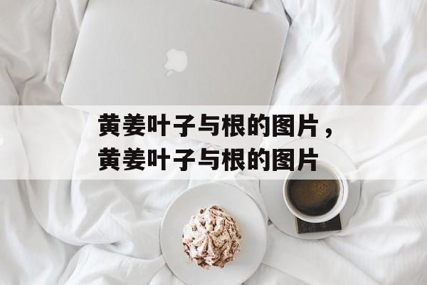 黄姜叶子与根的图片，黄姜叶子与根的图片-第1张图片-