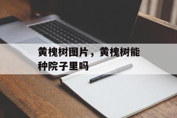 黄槐树图片，黄槐树能种院子里吗-第1张图片-