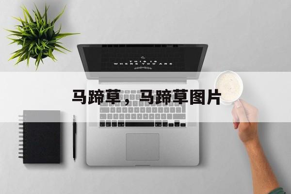 马蹄草，马蹄草图片-第1张图片-