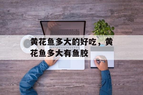 黄花鱼多大的好吃，黄花鱼多大有鱼胶-第1张图片-