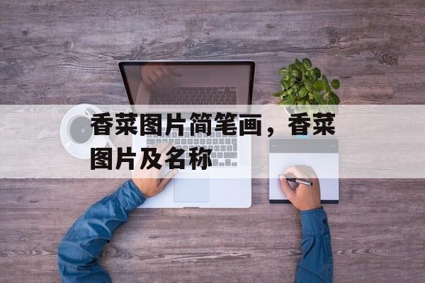 香菜图片简笔画，香菜图片及名称-第1张图片-