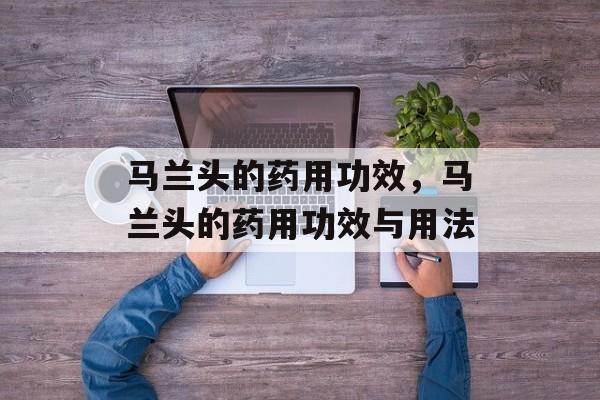 马兰头的药用功效，马兰头的药用功效与用法-第1张图片-