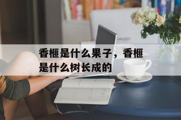 香榧是什么果子，香榧是什么树长成的-第1张图片-