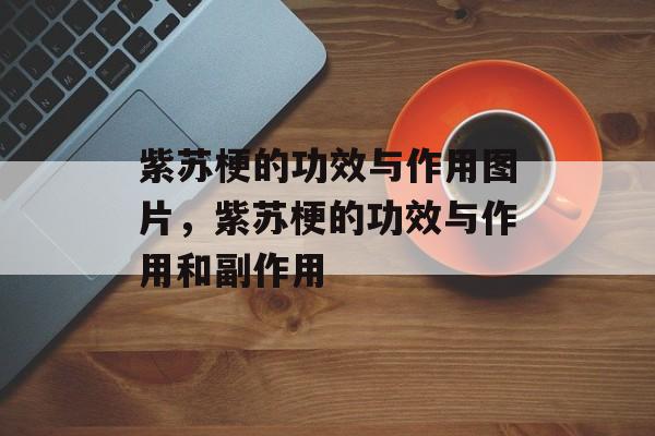 紫苏梗的功效与作用图片，紫苏梗的功效与作用和副作用-第1张图片-