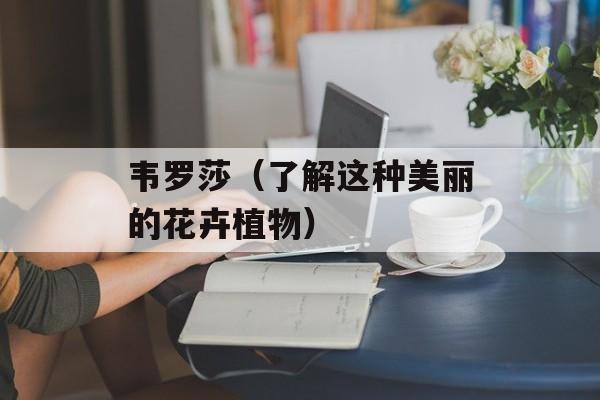韦罗莎（了解这种美丽的花卉植物）-第1张图片-