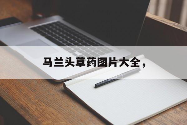 马兰头草药图片大全，-第1张图片-