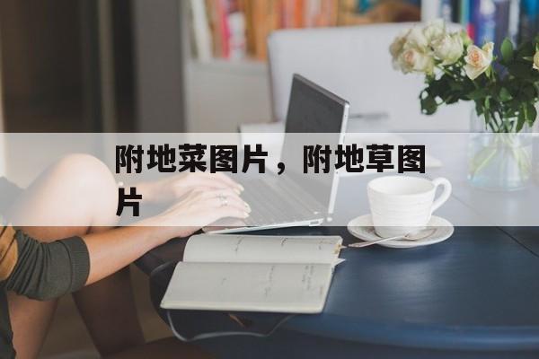 附地菜图片，附地草图片-第1张图片-