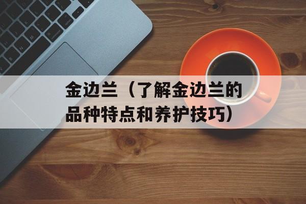 金边兰（了解金边兰的品种特点和养护技巧）-第1张图片-