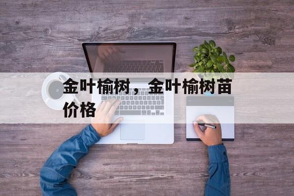 金叶榆树，金叶榆树苗价格-第1张图片-