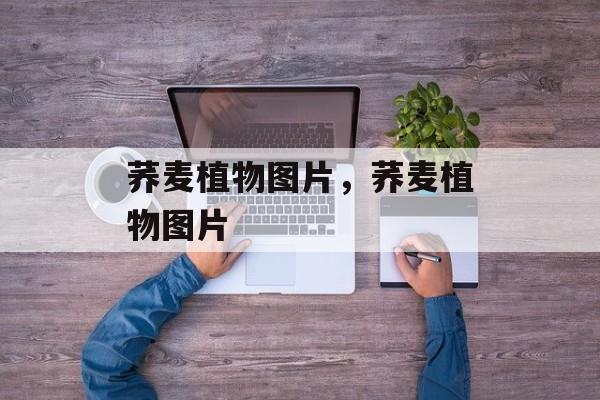 荞麦植物图片，荞麦植物图片-第1张图片-